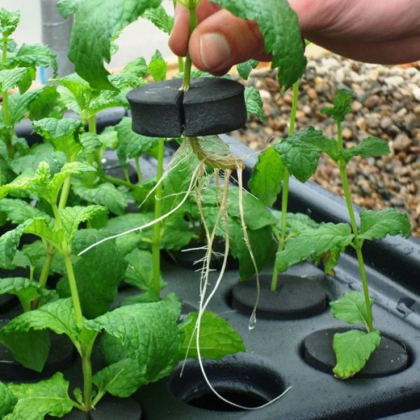 20 Plant Aeroponic Propagation Mister | Nutriculture X-Stream For Cheap